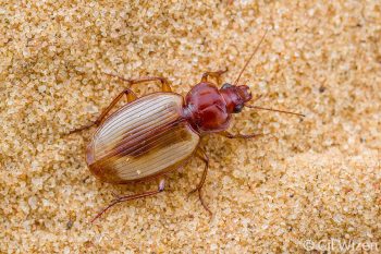Sand-loving ground beetle (Cymindis sp.). Western Negev Desert, Israel