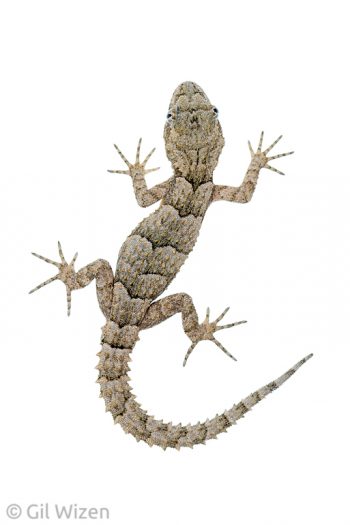Kotschy's gecko (Cyrtopodion kotschyi). Central Coastal Plain, Israel