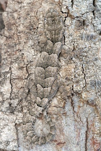 Kotschy's gecko (Cyrtopodion kotschyi) camouflaged on tree bark. Central Coastal Plain, Israel