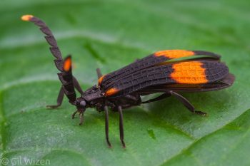 Net-winged beetle (Cyrtopteron sp.) with thick antennae. Mindo, Ecuador