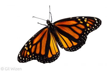 Monarch butterfly (Danaus plexippus), dorsal view. Ontario, Canada