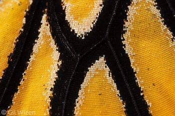 Closeup on the wing scales of a monarch butterfly (Danaus plexippus). Ontario, Canada