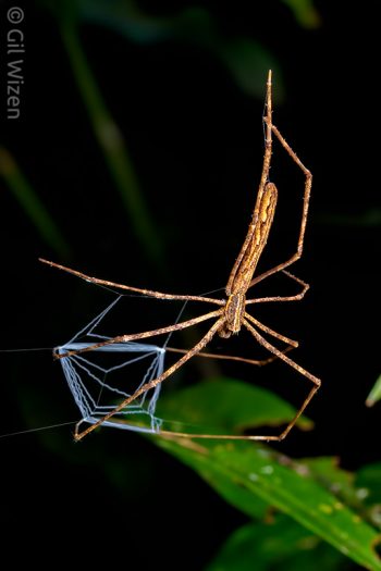Net-casting spider (Deinopis sp.). Amazon Basin, eastern Ecuador