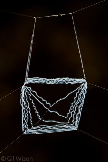 Net made by a net-casting spider (Deinopis sp.) for catching prey. Amazon Basin, Ecuador