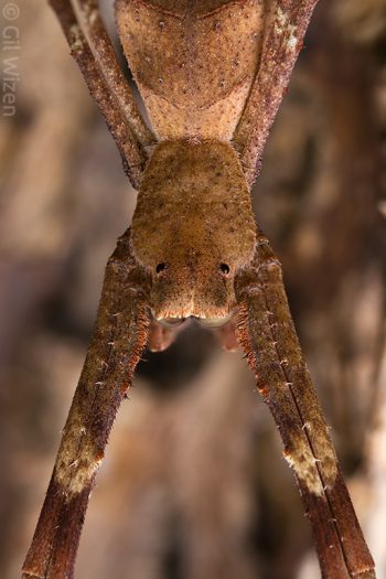 Dorsal closeup of a net-casting spider (Deinopis spinosa). Photographed in captivity