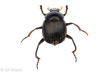 Dung beetle (Deltochilum acropyge), dorsal view. Toledo District, Belize