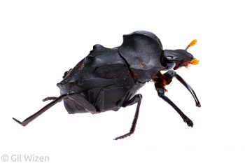 Dung beetle (Deltochilum carinatum). Amazon basin, Ecuador