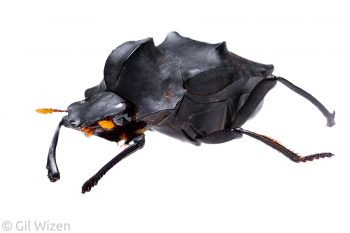Dung beetle (Deltochilum carinatum). Amazon basin, Ecuador