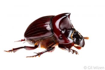 Dung beetle (Dichotomius podalirius), side view. Amazon Basin, Ecuador