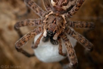 A female fishing spider (Dolomedes scriptus) guarding her egg sac. Ontario, Canada