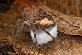 A female fishing spider (Dolomedes scriptus) in the process of spinning her egg sac. Ontario, Canada