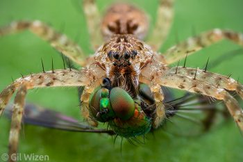 Juvenile fishing spider (Dolomedes scriptus) feeding on a long-legged fly. Ontario, Canada