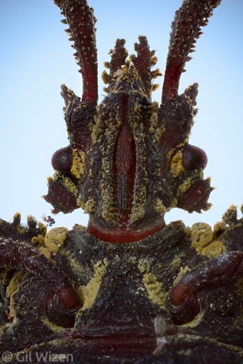 Bark bug (Dysodius lunatus), facial view. Amazon Basin, Ecuador