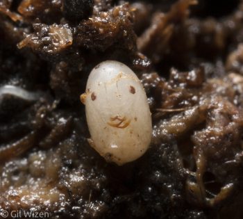 Epomis circumscriptus egg moments before hatching, with the larva's eyes and mandibles showing through. Central Coastal Plain, Israel
