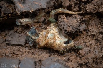 European green toad (Bufotes viridis) killed by an adult Epomis circumscriptus. Central Coastal Plain, Israel
