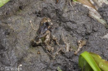 European green toad (Bufotes viridis) killed by an adult Epomis dejeani. Central Coastal Plain, Israel