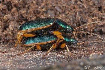 A pair of Epomis dejeani beetles mating. Central Coastal Plain, Israel