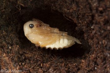 Epomis dejeani pupa in its underground chamber, showing pigmentation developing in the beetle's eyes. Central Coastal Plain, Israel