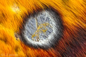 Eye spot on wing of imperial moth (Eacles sp.). Amazon Basin, Ecuador