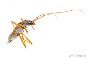Longhorn beetle (Eburia pedestris) in defense posture. Cayo District, Belize