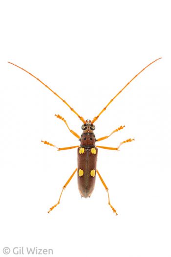 Longhorn beetle (Eburia pedestris). Caves Branch, Cayo District, Belize