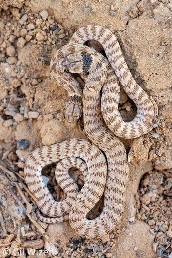 A pair of Sinai dwarf snakes (Eirenis coronelloides). Negev Desert, Israel