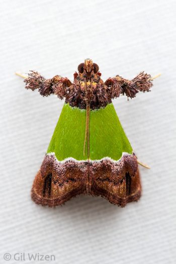 Green moth (Epidelia sp.). Caves Branch, Cayo District, Belize