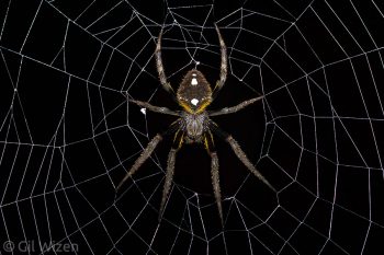 Tropical orb weaver spider (Eriophora ravilla). Bladen Nature Reserve, Toledo District, Belize