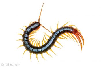 Australasian giant centipede (Ethmostigmus rubripes). Queensland, Australia