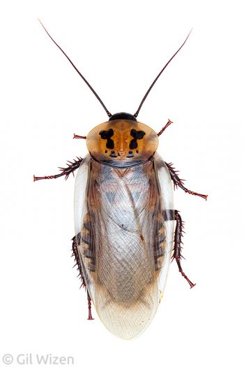 Six-spotted Cockroach (Eublaberus distanti). Amazon Basin, Ecuador