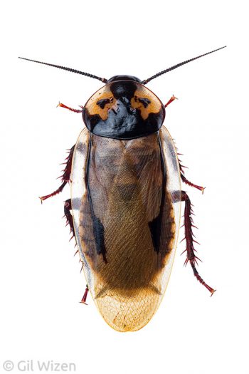 Marajoara cockroach (Eublaberus marajoara). Amazon Basin, Ecuador