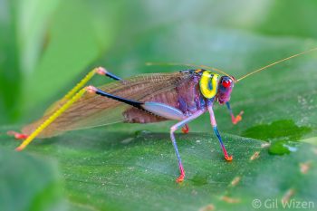 Rainbow katydid (Euceraia insignis). Amazon Basin, Ecuador