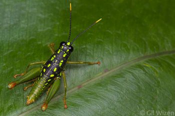Brightly colored grasshopper (Galidacris sp.). Amazon Basin, Ecuador