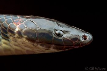 Portrait of an earth snake (Geophis brachycephalus), Limón Province, Costa Rica