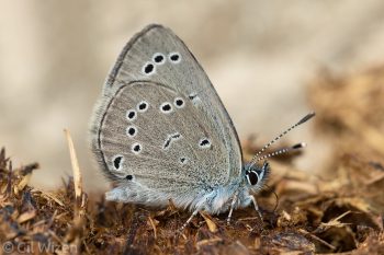 Silvery blue (Glaucopsyche lygdamus) puddling on horse dung. Ontario, Canada
