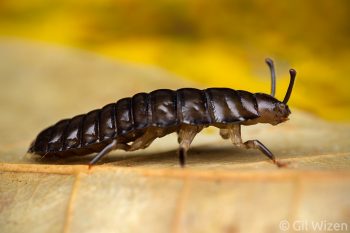 Darkling beetle larva (possibly Goniodera sp.), side view. Pico Bonito, Honduras