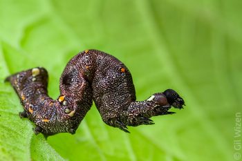 Elegant moth caterpillar (Gonodonta bidens). Cayo District, Belize