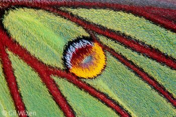 Scales on forewing of the Spanish Moon Moth (Graellsia isabellae)