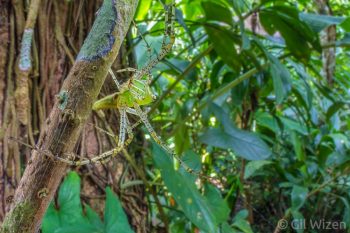 Green lynx spider (Peucetia viridans). Toledo District, Belize