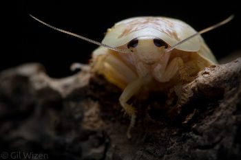 Female centurion roach (Gyna centurio) fresh after molting. Photographed in captivity