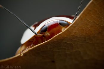 Centurion roach (Gyna centurio) hiding. Photographed in captivity