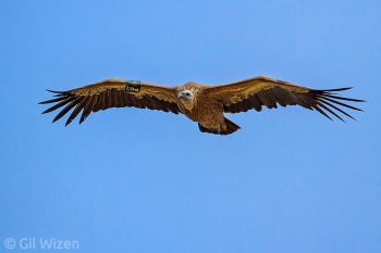 Griffon Vulture (Gyps fulvus). Golan Heights, Israel