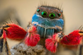 Male jumping spider (Habronattus americanus). British Columbia, Canada