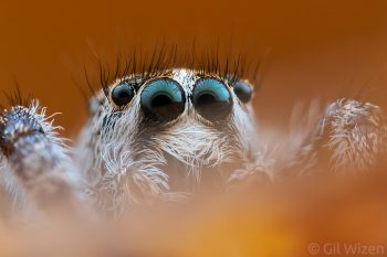 Jumping spider (Habronattus hirsutus) hiding. British Columbia, Canada