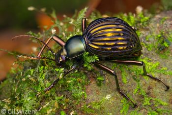 Metallic darkling beetle (Hegemona sp.). Limón Province, Costa Rica