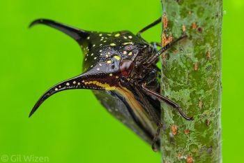 Devil treehopper (Hemikyptha marginata). Amazon Basin, Ecuador