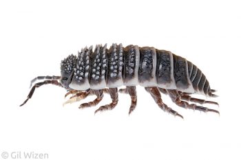 Giant desert woodlouse (Hemilepistus reaumuri). This species is noteworthy for its parental care and adaptations for living in arid habitats. Western Negev desert, Israel