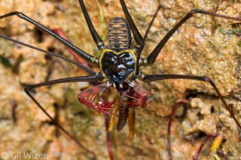 Juvenile Heterophrynus batesii feeding on a grasshopper. Amazon Basin, Ecuador