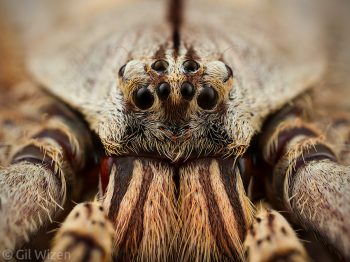 Portrait of a huntsman spider (Heteropoda boiei). Photographed in captivity