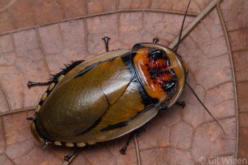 Male horned roach (Hormetica strumosa). Amazon Basin, Ecuador